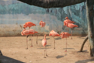 优雅火烈鸟于户外栖息