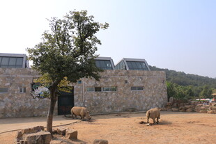 石墙旁树下的悠闲动物