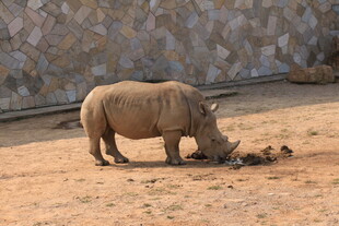 犀牛在地面低头觅食