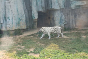 白虎在户外行走