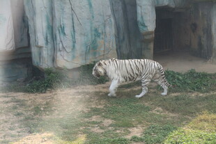 雪地中行走的珍稀白虎