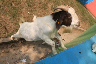 躺卧的黑白相间山羊