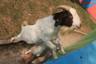 躺卧的黑白山羊