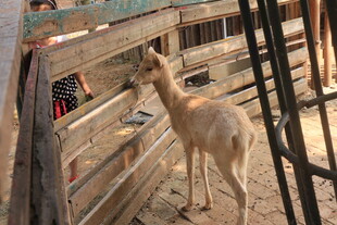 围栏内站立的小鹿