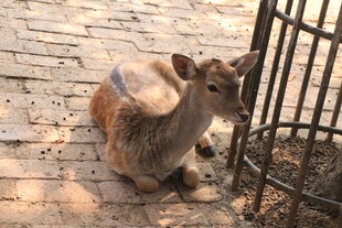 小鹿蹲坐于围栏旁