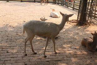 围栏内的几只小鹿