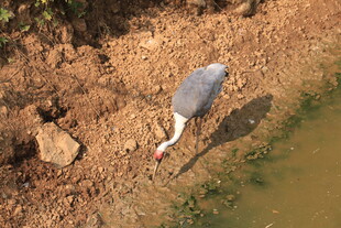 灰鹭于水边低头觅食