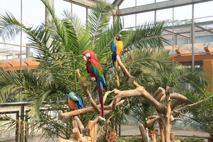 多彩鹦鹉栖息于枯木枝头