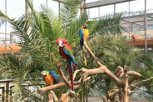 多彩鹦鹉栖息于枝头