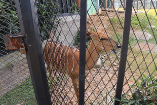 铁栏后的棕色小狗