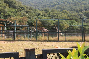 山间围栏内的动物栖息地