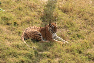 草地上休憩的条纹老虎