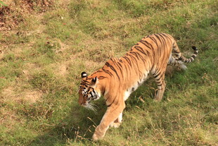 草原上行走的斑斓猛虎
