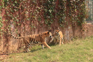 三只老虎漫步于绿植旁