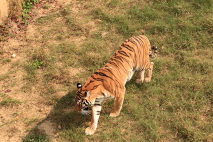 草地上行走的斑斓猛虎