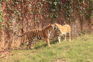 两只老虎于墙边草地