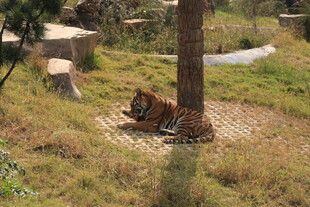 树下休憩的老虎