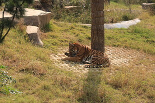 树荫下休憩的老虎
