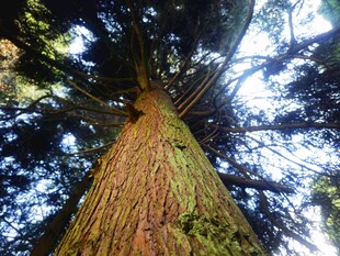 仰望参天巨树