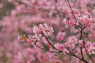 烂漫粉色樱花枝头绽放