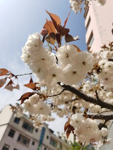 枝头绽放的美丽白色花朵