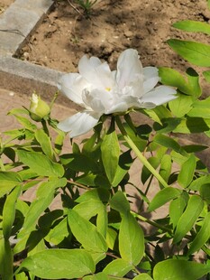 洁白玉兰花绽放绿叶间