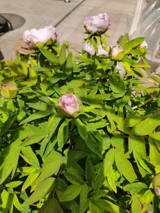 盛开的粉色牡丹花