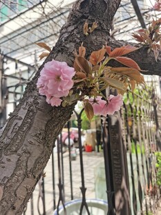 枝头绽放的娇艳粉色花朵