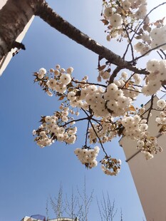 蓝天映衬下的盛开花枝