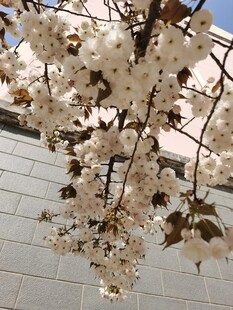枝头绽放的美丽白色花朵