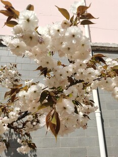 盛开的白色樱花枝头