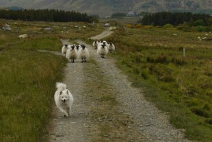 草原小径上的羊群