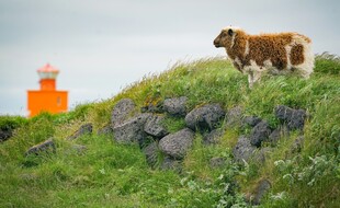 草原上的牛与橙色灯塔
