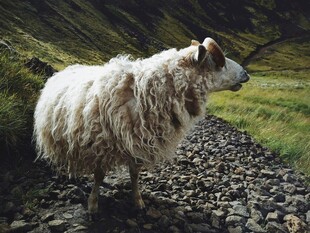 山间碎石路上的蓬松绵羊