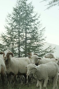 山坡上的羊群与树木