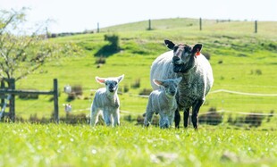 田园中站立的几只绵羊