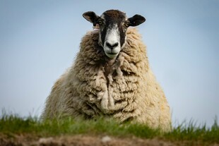 草地上的肥硕绵羊