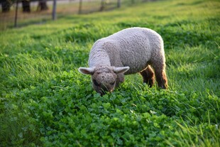 草地上低头吃草的小羊