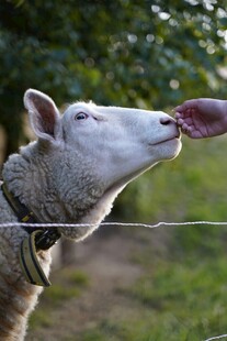 羊张嘴舔食画面