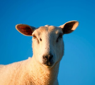 蓝天前的可爱绵羊