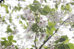 春日繁花绽放枝头