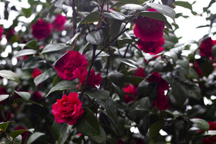 娇艳欲滴的红玫瑰绽放