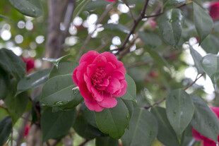 娇艳山茶花绽放于绿叶间