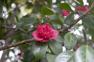 娇艳山茶花绽放枝头