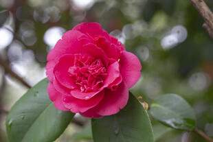 娇艳欲滴的粉红色山茶花