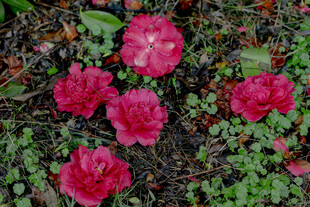 娇艳绽放的红色花朵