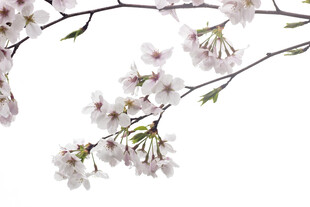 枝头绽放的粉嫩樱花