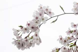 枝头绽放的美丽樱花