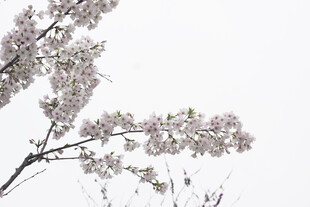 枝头绽放的淡雅樱花