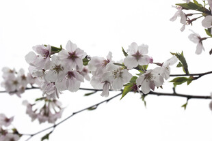 绽放的美丽樱花枝